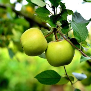 Jabloň domáca (Malus domestica) ´GRANNY SMITH´ - zimná, výška 210-250 cm, kont. C10L, obvod kmeňa 6/8 cm